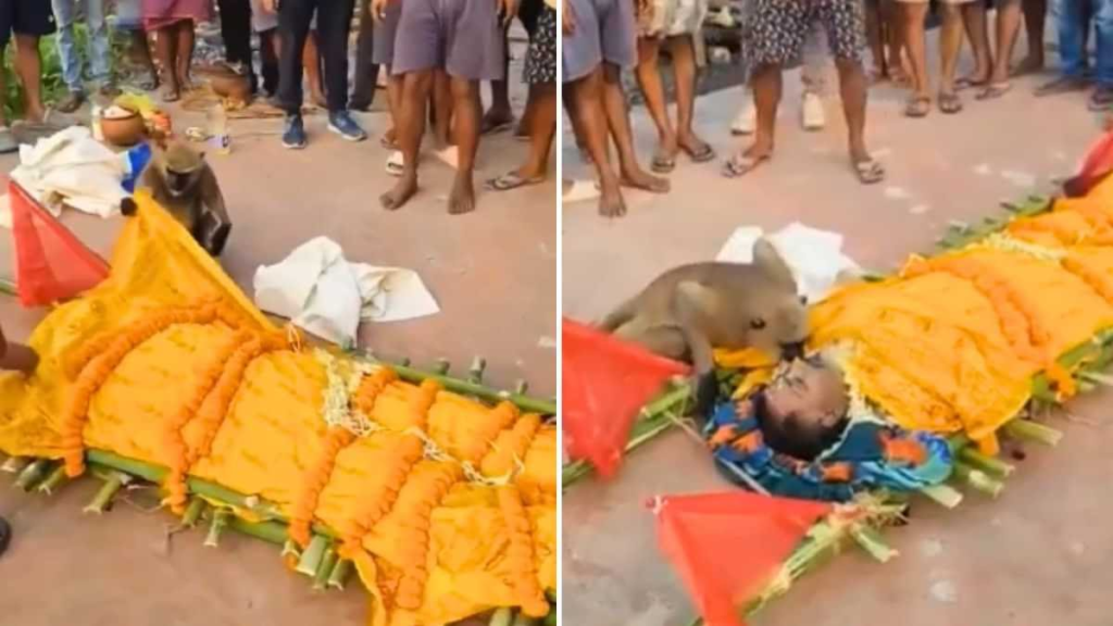 क्या सच में हनुमान भक्त को विदा करने आया था बंदर? अंतिम यात्रा का ऐसा भावुक दृश्य, जिसने सबकी आंखें नम कर दीं क्या सच में हनुमान भक्त को विदा करने आया था बंदर? अंतिम यात्रा का ऐसा भावुक दृश्य, जिसने सबकी आंखें नम कर दीं