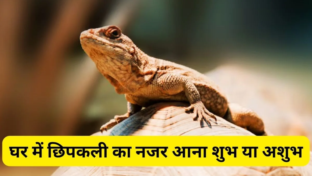क्या छिपकली का शरीर पर गिरना शुभ या अशुभ माना जाता है जानिए धार्मिक मान्यताएं.. क्या छिपकली का शरीर पर गिरना शुभ या अशुभ माना जाता है जानिए धार्मिक मान्यताएं..