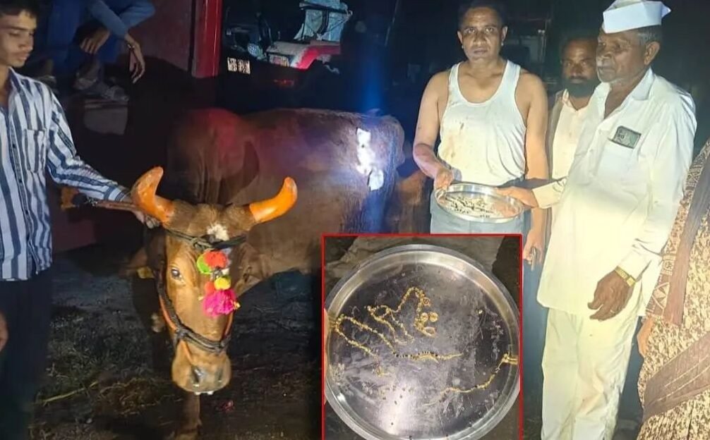 प्रसाद के साथ बैल ने” निगल लिया 3 तोले का मंगलसूत्र, फिर… प्रसाद के साथ बैल ने” निगल लिया 3 तोले का मंगलसूत्र, फिर…