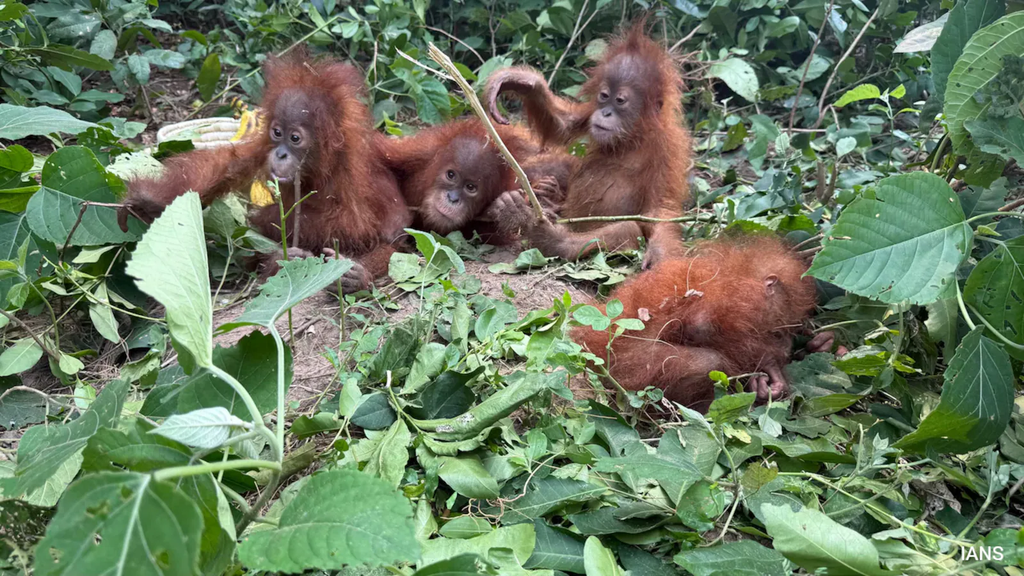 भारत से 4,483 किलोमीटर दूर, यहां है ओडिशा में मिले बेबी Orangutans का घर, वाइल्डलाइफ टूरिज्म के शौकीन करें विजिट भारत से 4,483 किलोमीटर दूर, यहां है ओडिशा में मिले बेबी Orangutans का घर, वाइल्डलाइफ टूरिज्म के शौकीन करें विजिट
