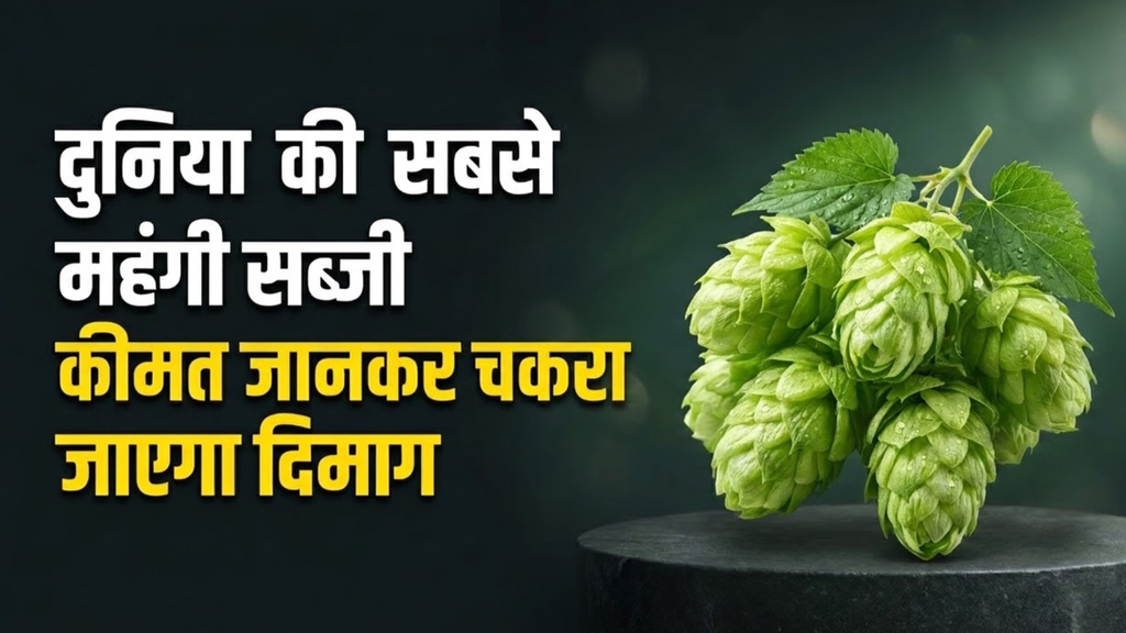 कौन सी है दुनिया की सबसे महंगी सब्जी? मंगाने के लिए करना पड़ता है ऑर्डर, कीमत जानकर उड़ जाएंगे होश. कौन सी है दुनिया की सबसे महंगी सब्जी? मंगाने के लिए करना पड़ता है ऑर्डर, कीमत जानकर उड़ जाएंगे होश.
