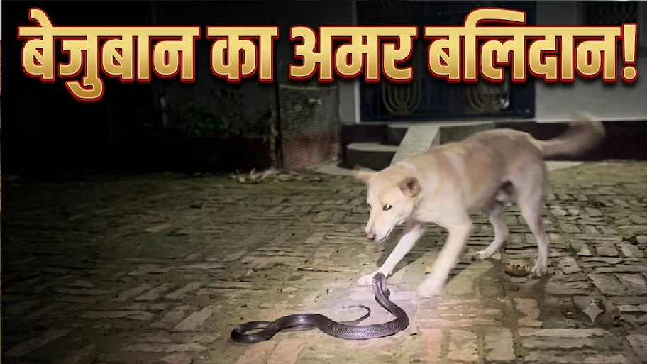 मालिक के परिवार पर मंडरा रहा था मौत का खतरा, नाग से भिड़ गया टॉमी… जान देकर बचा ली सबकी जिंदगी..